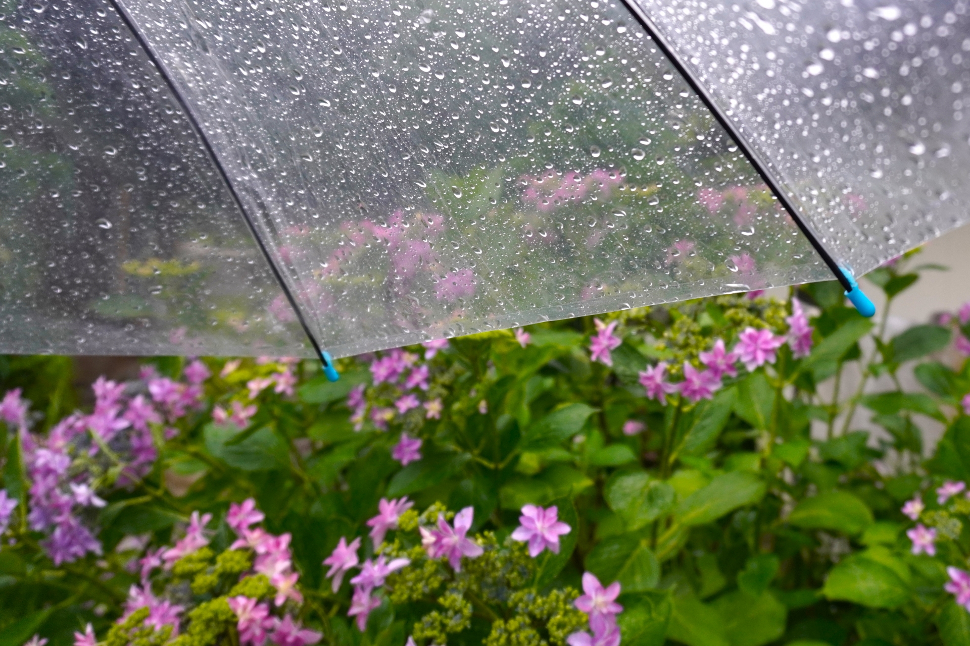 雨と傘