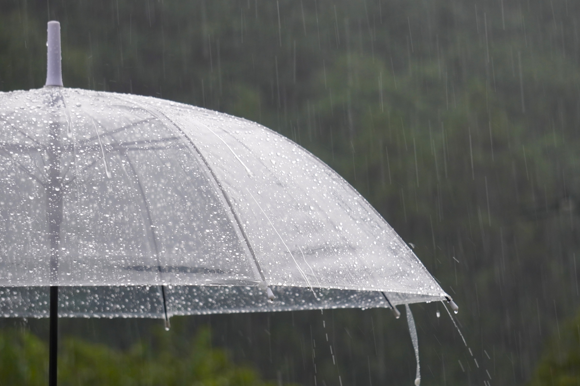 雨と傘